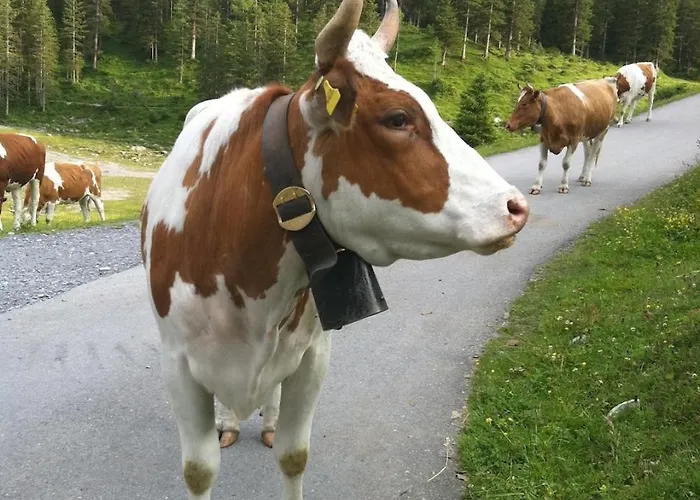 Centre بيت خشبي كرانز مونتانا